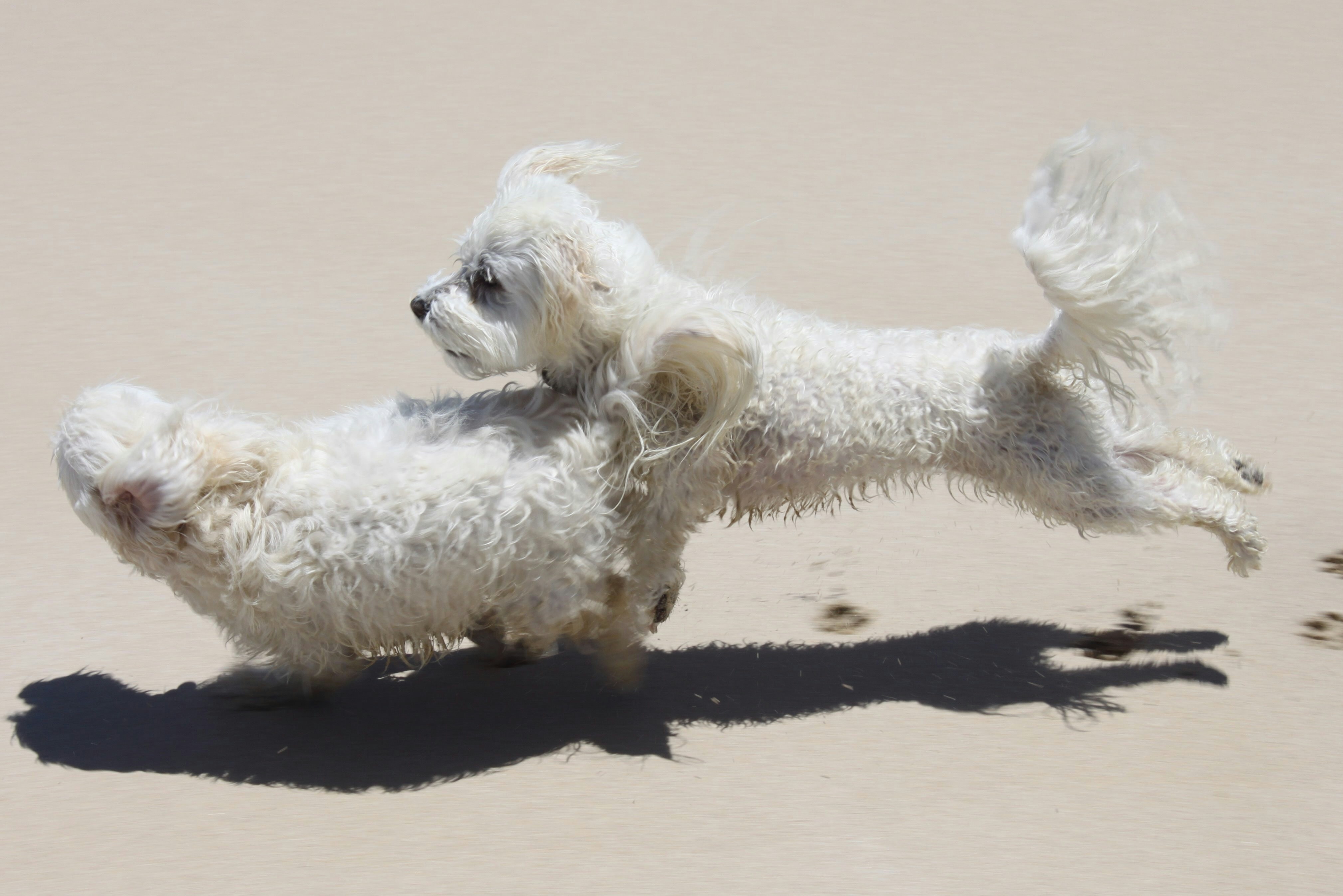 two dogs chasing each other